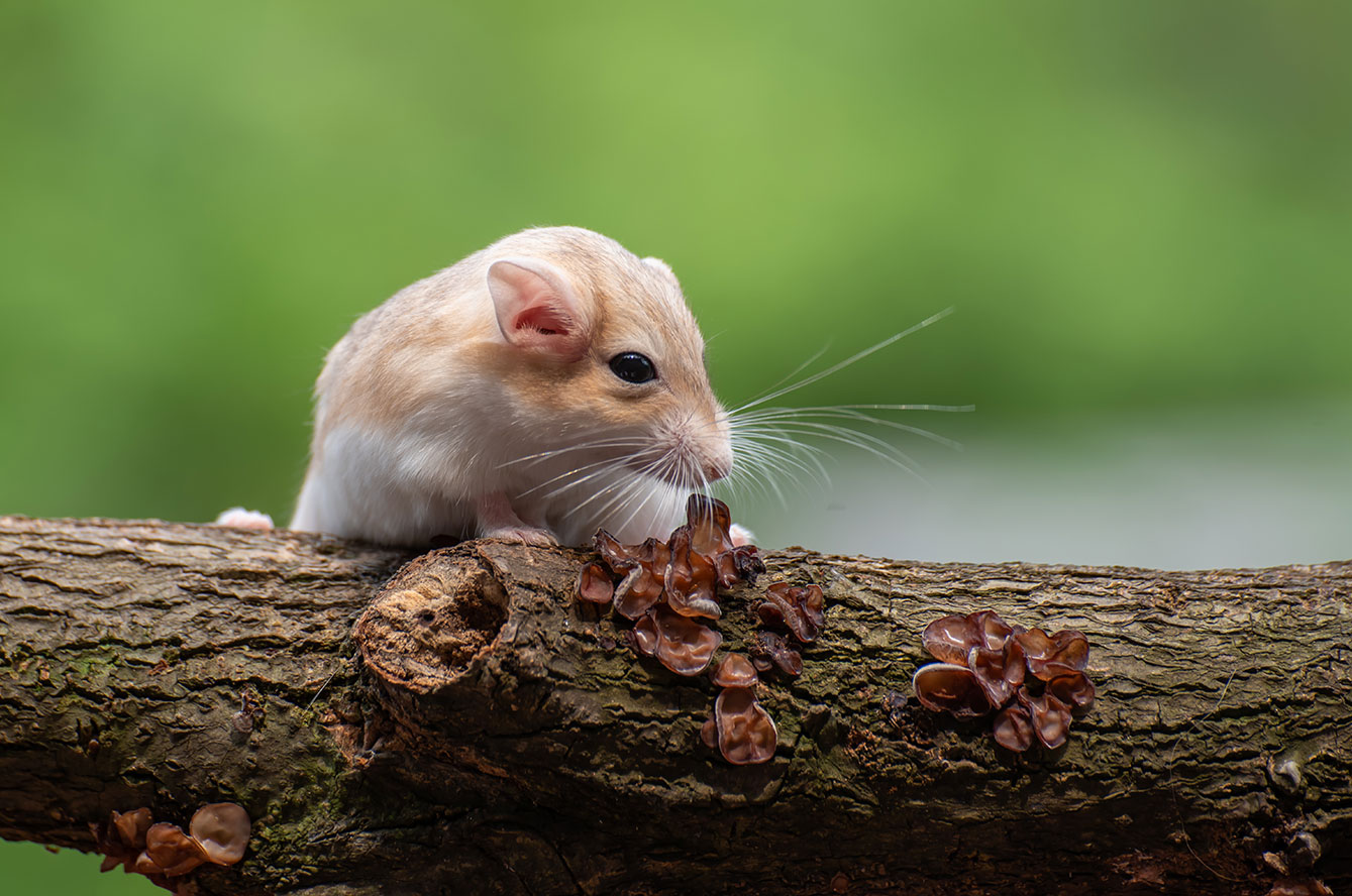 Hantavirus : symptômes, contagion et précautions à connaître